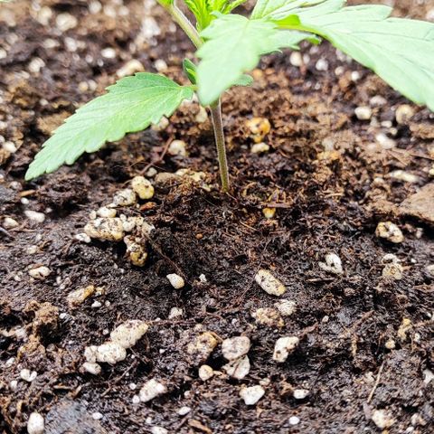 Blueberry Auto growlog timeline photo