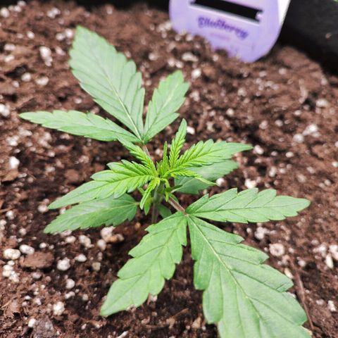 Blueberry Auto growlog timeline photo