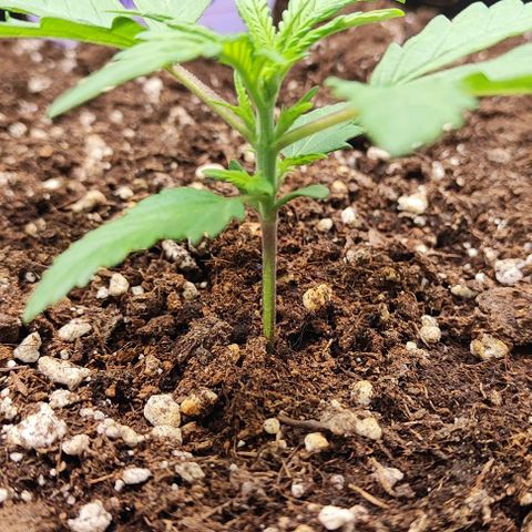 Blueberry Auto growlog timeline photo