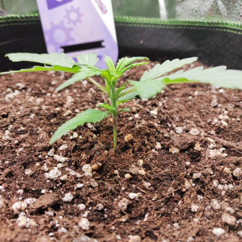 Blueberry Auto growlog timeline photo