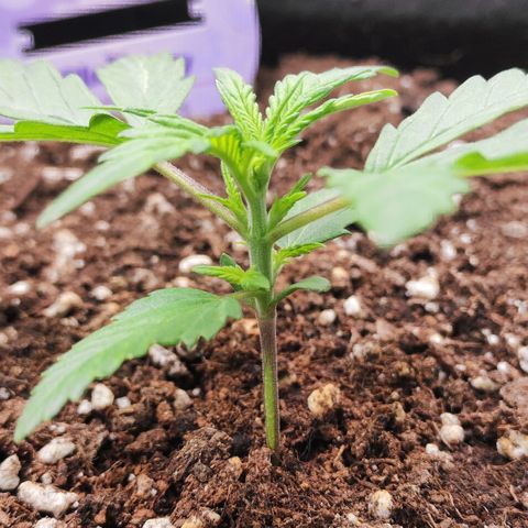 Blueberry Auto growlog timeline photo