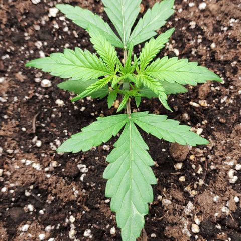 Blueberry Auto growlog timeline photo