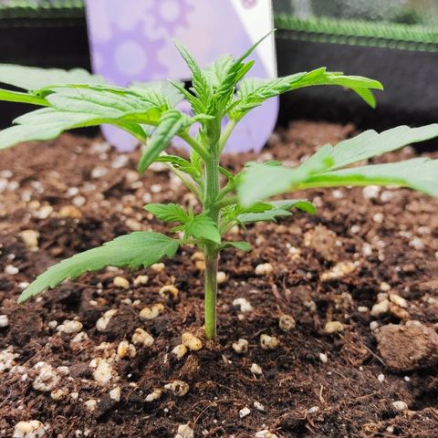 Blueberry Auto growlog timeline photo