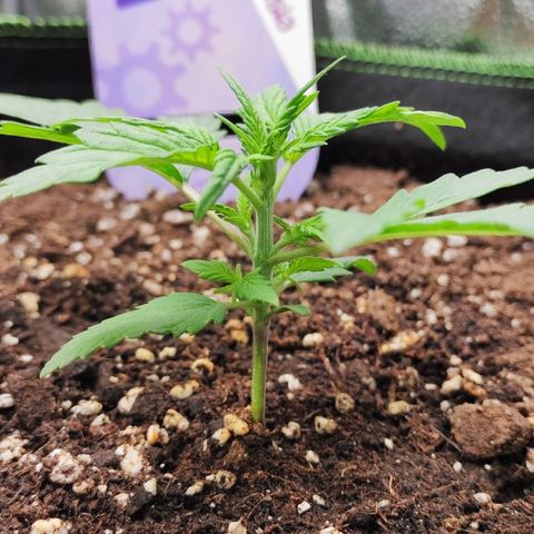 Blueberry Auto growlog timeline photo