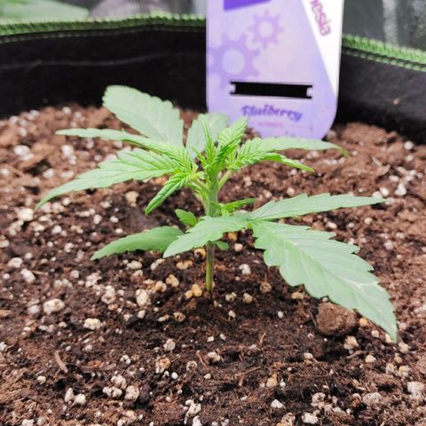 Blueberry Auto growlog timeline photo