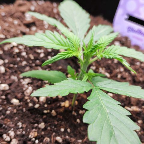 Blueberry Auto growlog timeline photo