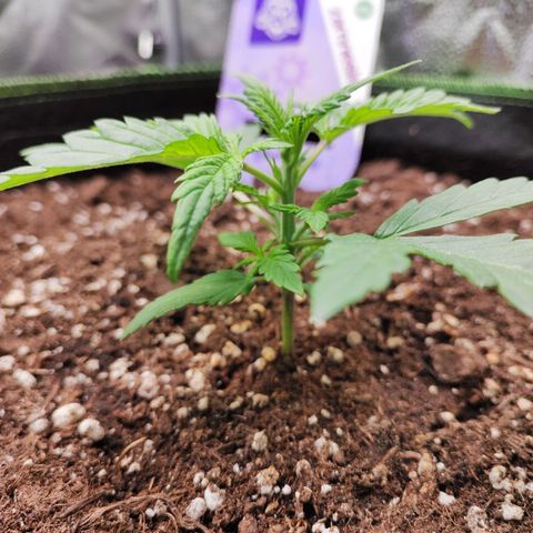 Blueberry Auto growlog timeline photo