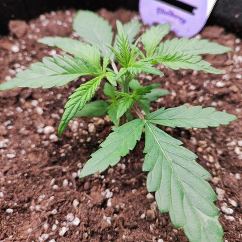 Blueberry Auto growlog timeline photo