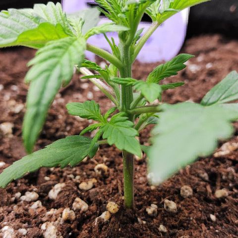 Blueberry Auto growlog timeline photo