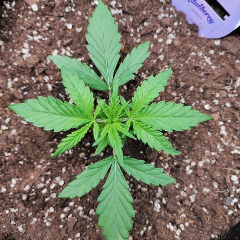 Blueberry Auto growlog timeline photo