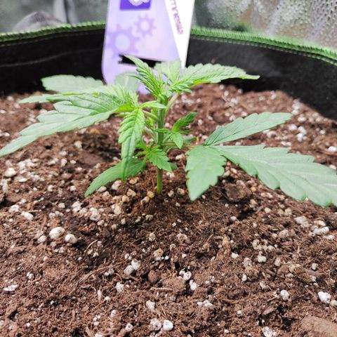 Blueberry Auto growlog timeline photo