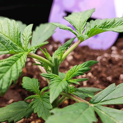 Blueberry Auto growlog photo: Topping around 7pm