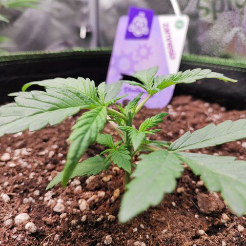 Blueberry Auto growlog photo: Topping around 7pm