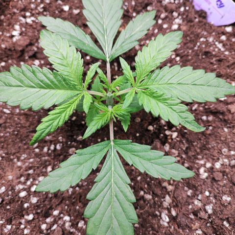 Blueberry Auto growlog photo: Topping around 7pm