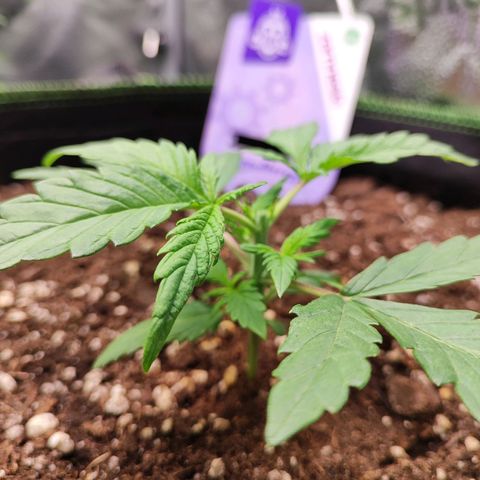 Blueberry Auto growlog photo: Topping around 7pm