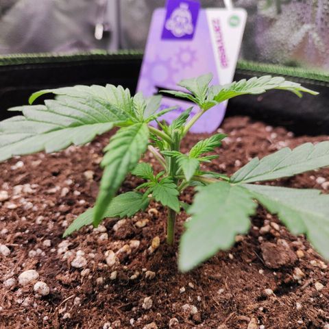 Blueberry Auto growlog photo: Topping around 7pm