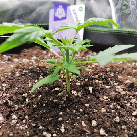 Blueberry Auto growlog timeline photo