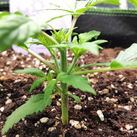 Blueberry Auto growlog timeline photo