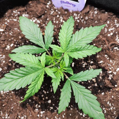 Blueberry Auto growlog timeline photo