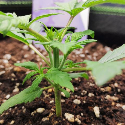 Blueberry Auto growlog timeline photo