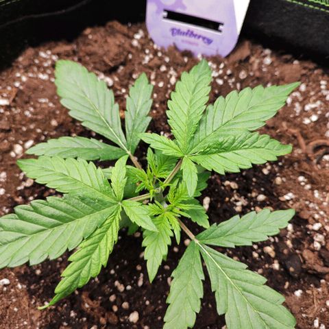 Blueberry Auto growlog timeline photo