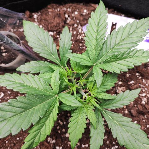 Blueberry Auto growlog timeline photo