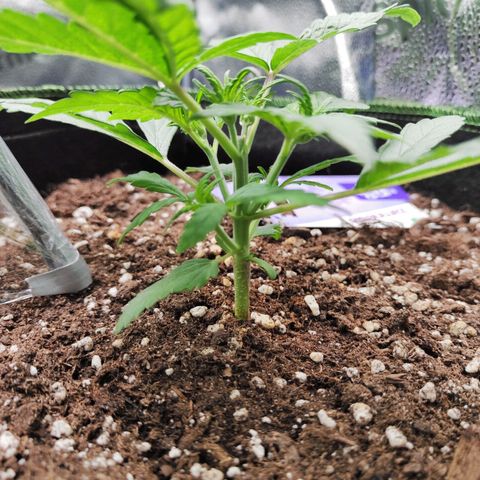 Blueberry Auto growlog timeline photo