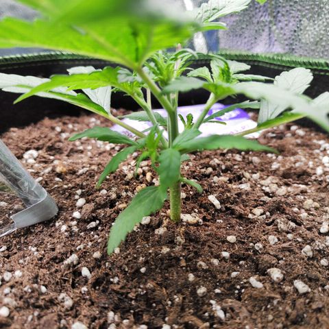 Blueberry Auto growlog timeline photo