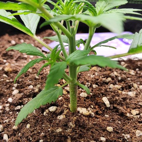 Blueberry Auto growlog timeline photo
