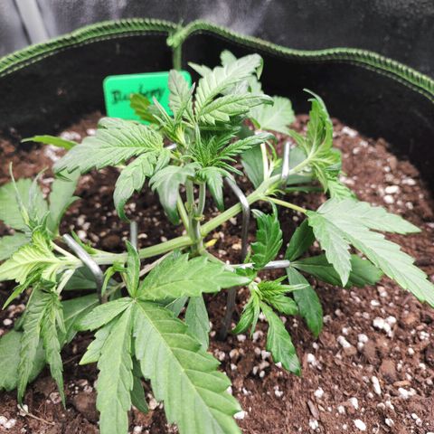 Blueberry Auto growlog timeline photo