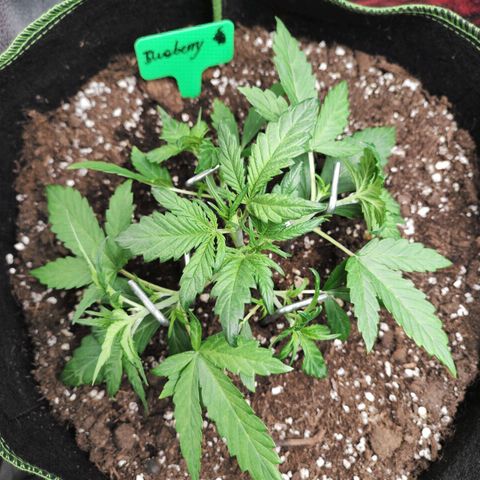 Blueberry Auto growlog timeline photo