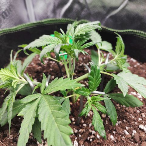 Blueberry Auto growlog timeline photo