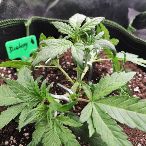 Blueberry Auto growlog timeline photo