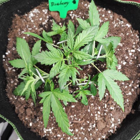 Blueberry Auto growlog timeline photo