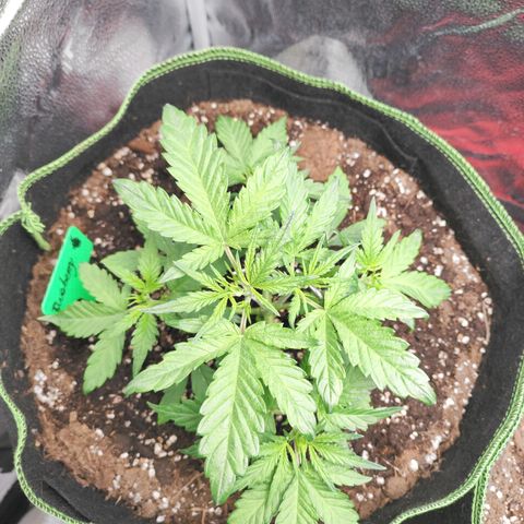 Blueberry Auto growlog timeline photo