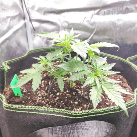Blueberry Auto growlog timeline photo