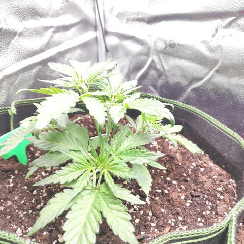 Blueberry Auto growlog timeline photo
