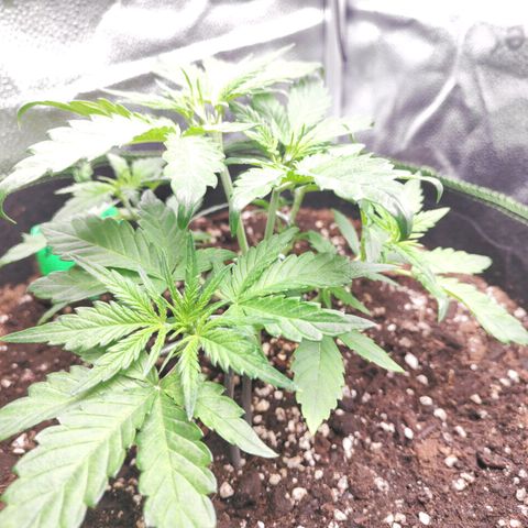 Blueberry Auto growlog timeline photo