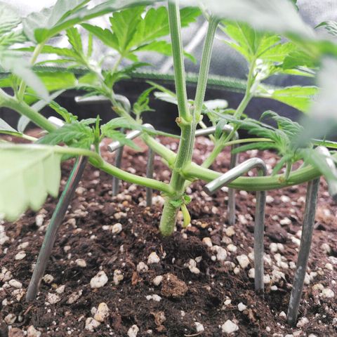 Blueberry Auto growlog timeline photo