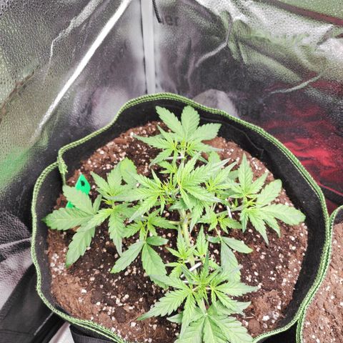 Blueberry Auto growlog timeline photo