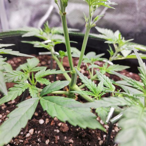 Blueberry Auto growlog timeline photo