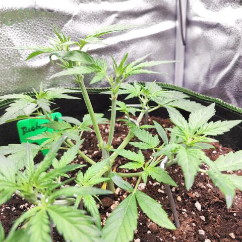 Blueberry Auto growlog timeline photo