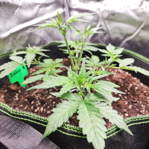 Blueberry Auto growlog timeline photo