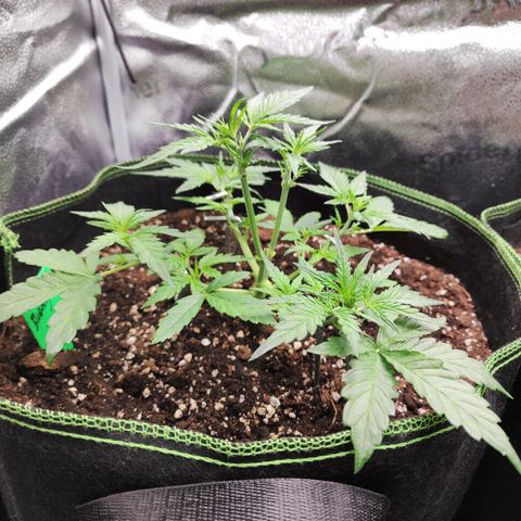 Blueberry Auto growlog timeline photo