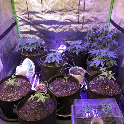 OG Kush 11-10 growlog timeline photo