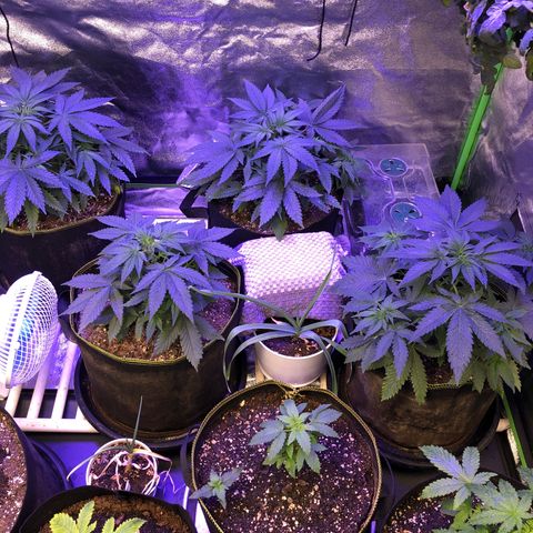 OG Kush 11-10 growlog timeline photo