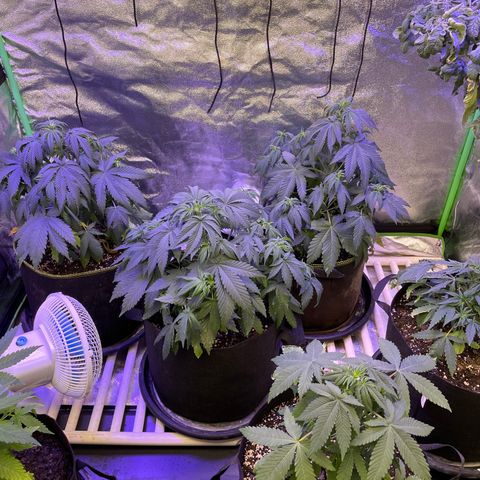 OG Kush 11-10 growlog timeline photo
