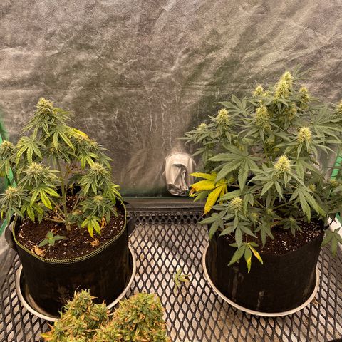 Sour Diesel 2-1 growlog timeline photo