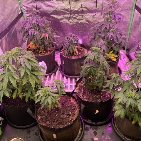 OG Kush 11-10 growlog timeline photo