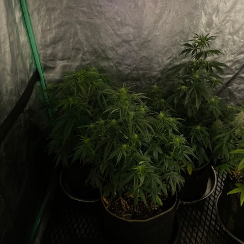OG Kush 11-10 growlog timeline photo
